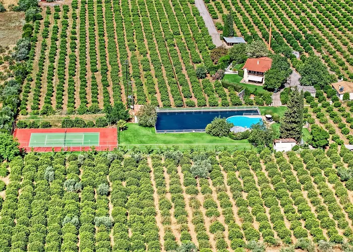 Orange Grove فيلة *