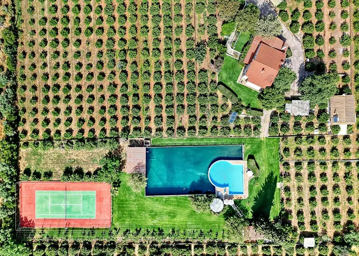 Orange Grove